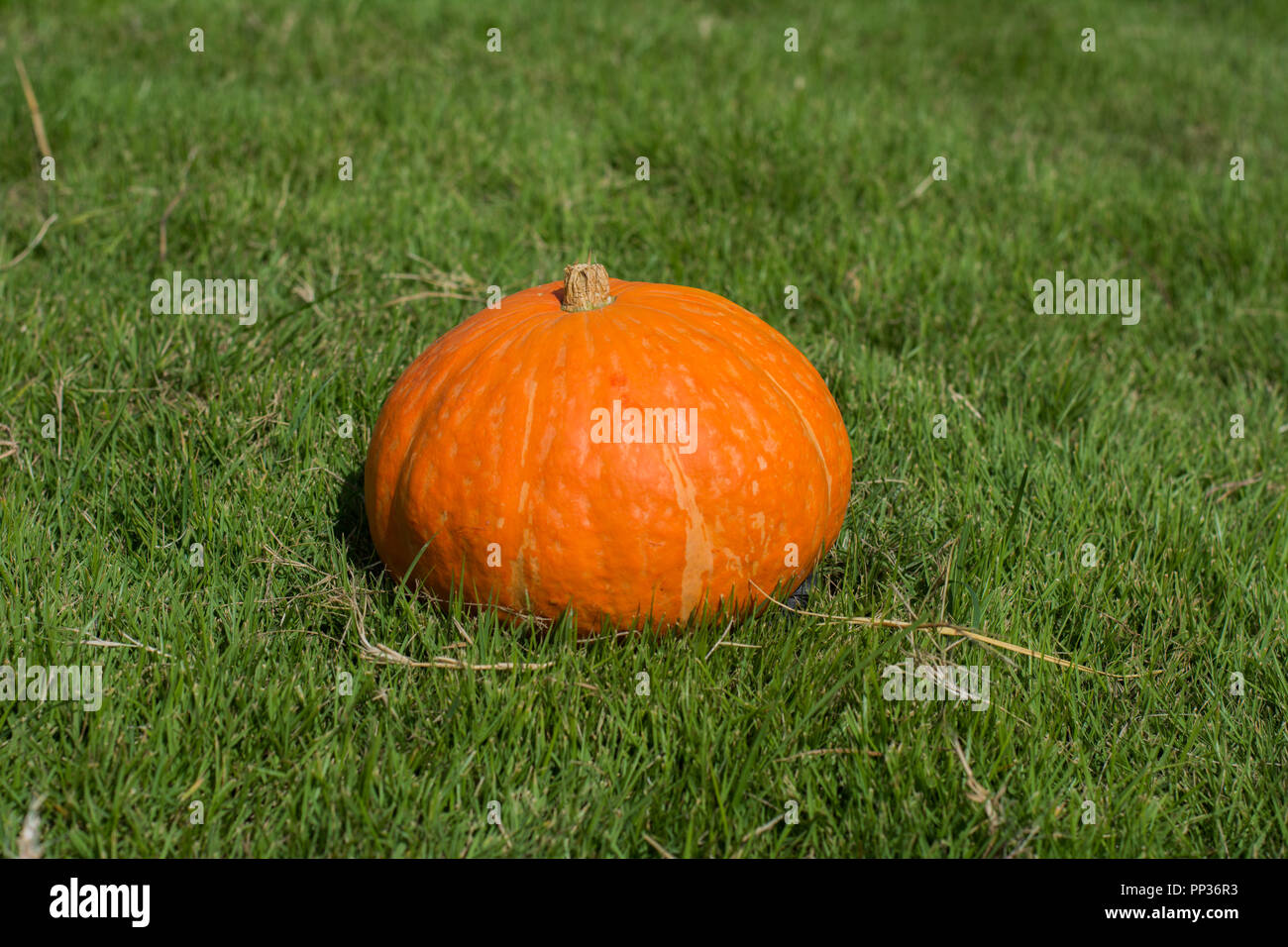 Pumpkin is placed on green grass Stock Photo - Alamy