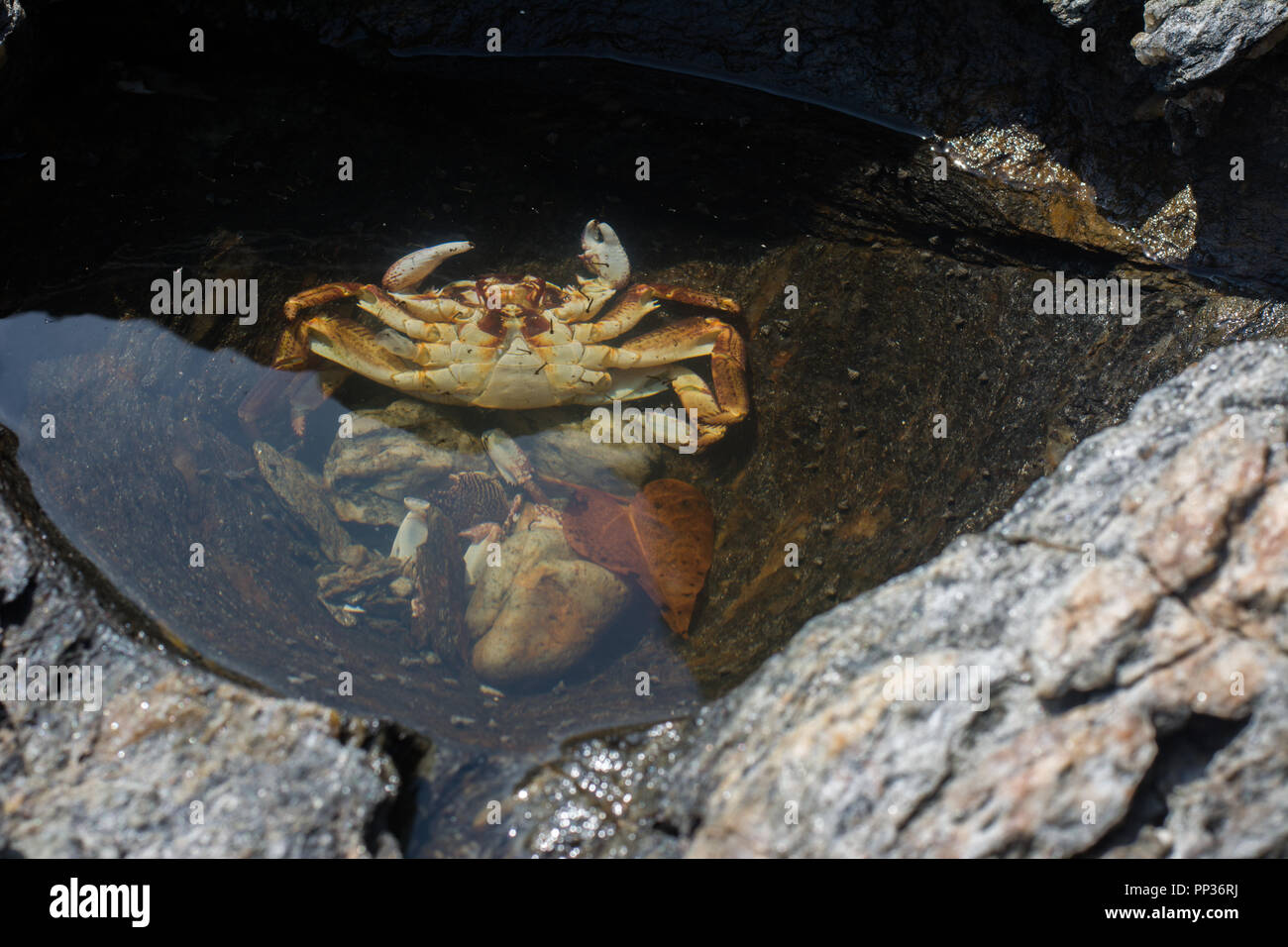 Sea crabs lie dead at the rocks by the sea. Stock Photo