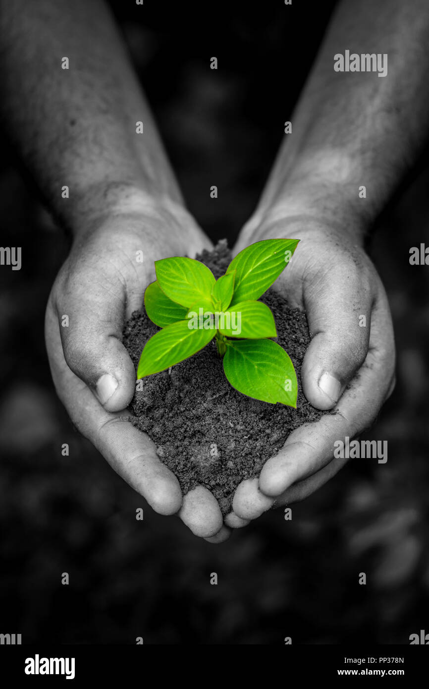 Save Nature Concept, Hand with Tree, Save Earth, Green Bokeh background,  Environmental day Special, Stock Photo