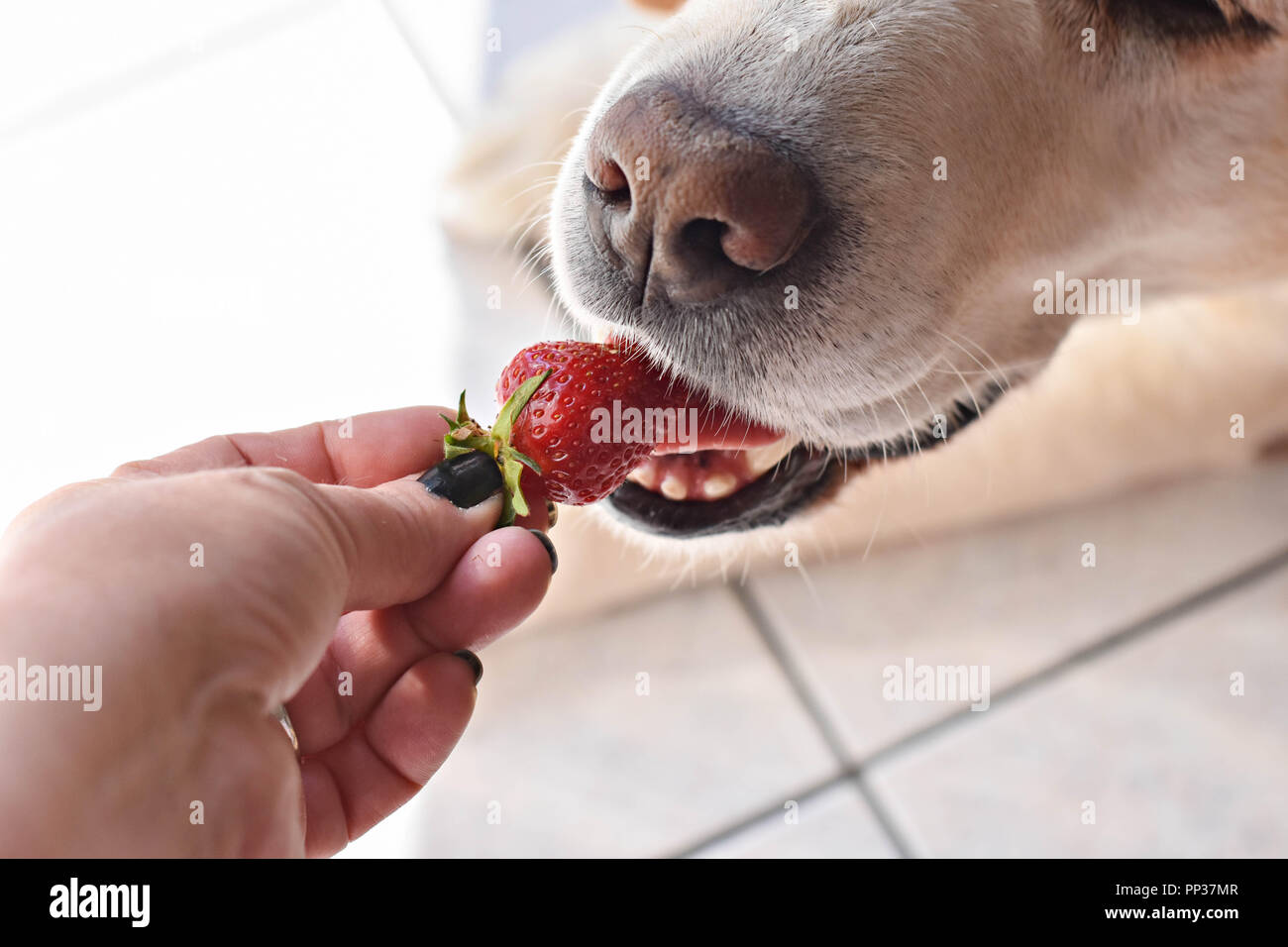 можно ли собакам личи. можно ли собакам личи. можно ли собакам личи. китайские личи. собака ест клубнику.