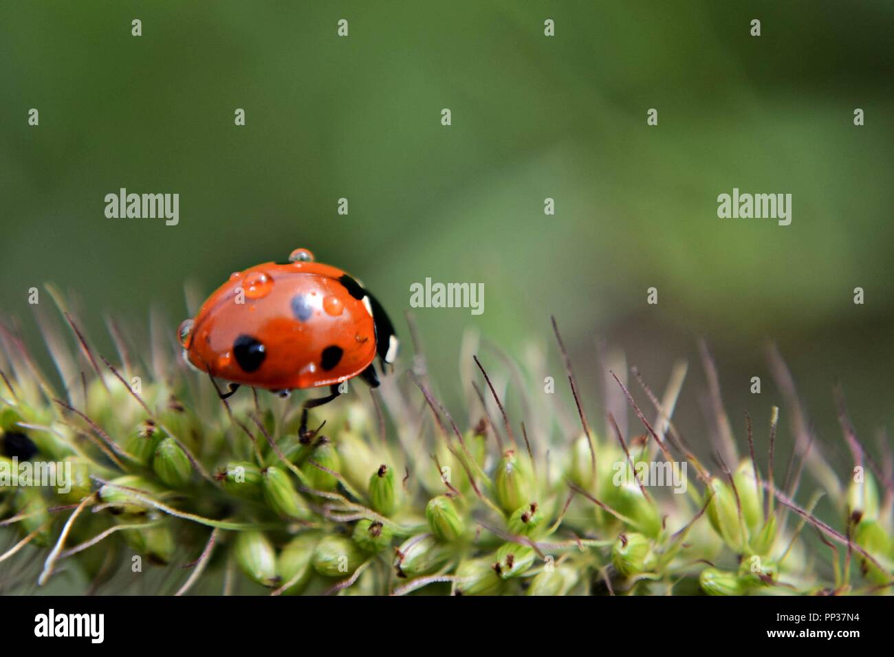 Closeup portrait of beautiful wet ladybug walking on green grass at rainy day Stock Photo
