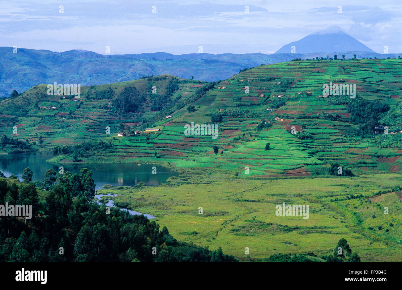 Terraced Fields nr Fort Portal, Uganda, Africa Stock Photo Alamy