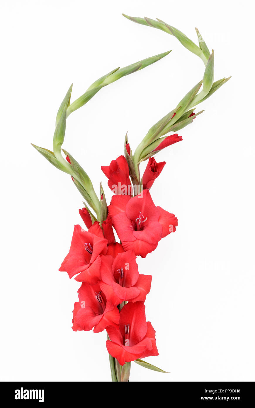 Red gladiolas hi-res stock photography and images - Alamy