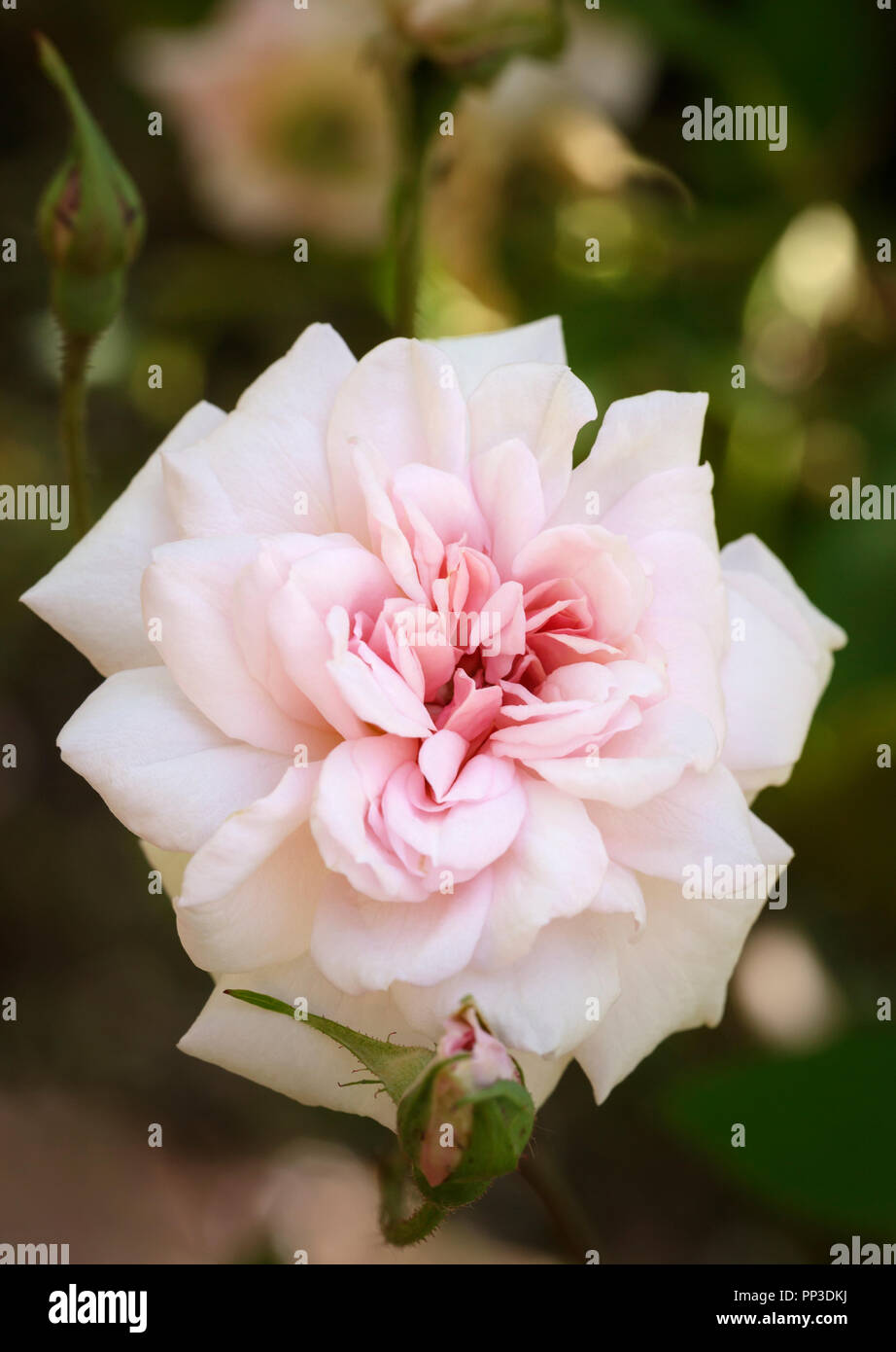 Pale pink rose 'Rosa Climbing Cecile Brunner' Stock Photo