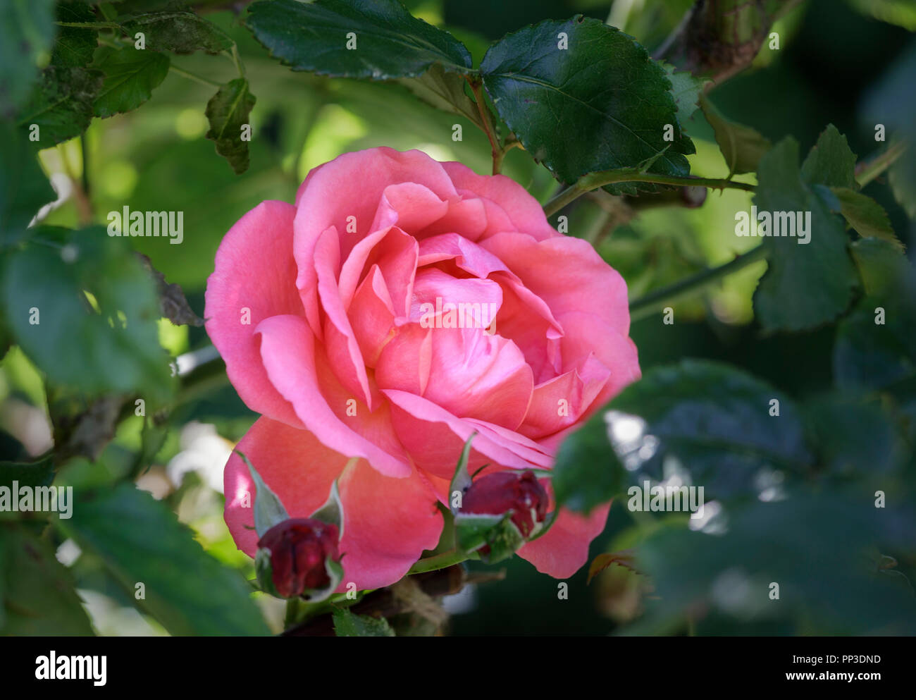 Dark Coral-pink rose, 'Rosa Malaga' Stock Photo