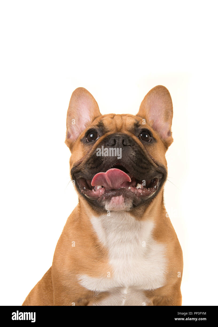 Portrait of a french bulldog smiling with mouth open looking up ...