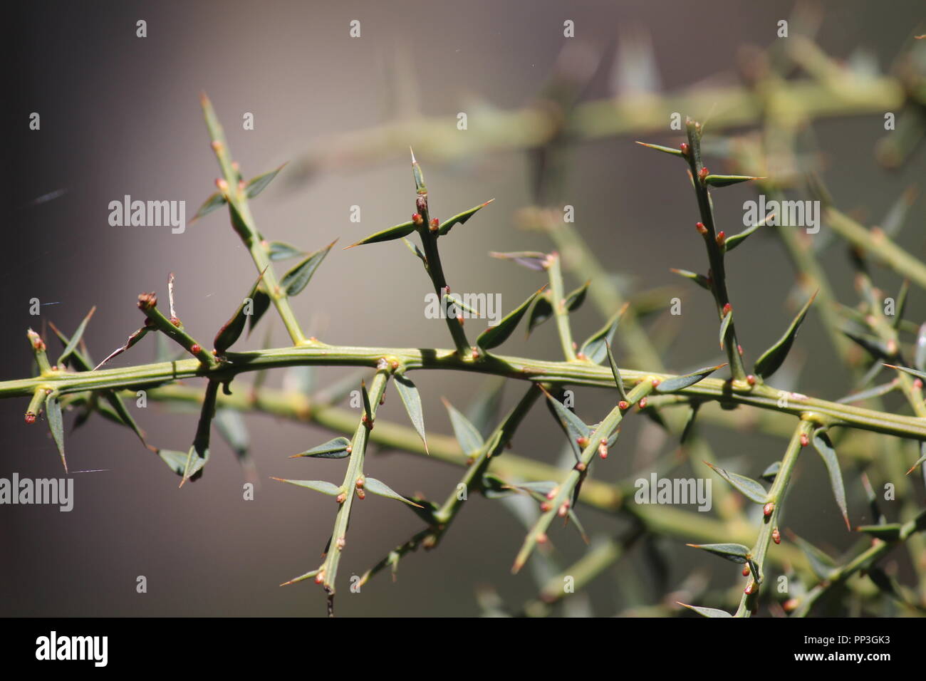 Spiky leaved native Australian plant in ACT bushland near Bendora Arboretum, Brindabella Ranges