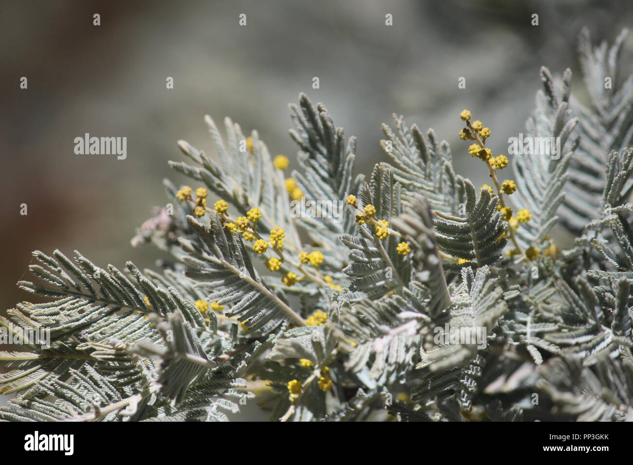 Wattle tree close up showing true leaves and flowers in Brindabella Ranges, ACT Australia Stock Photo