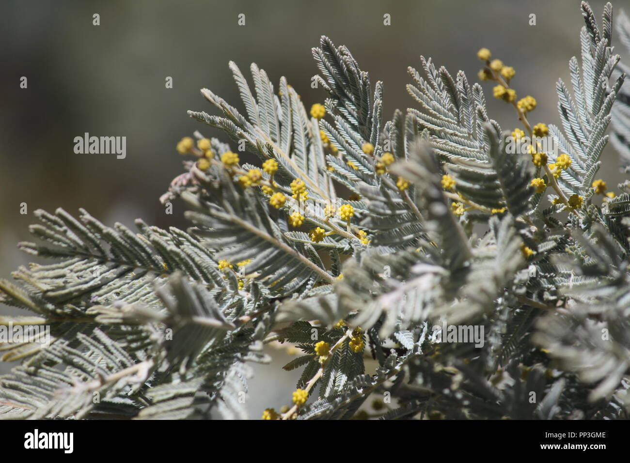Australian acacia wattle bush hi-res stock photography and images - Alamy