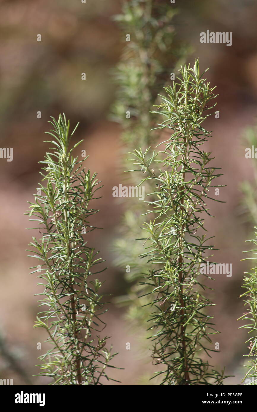 Slender Westringia (a native rosemary) growing wild near Bendora Arboretum, Namadgi National Park, ACT, Australia. Stock Photo