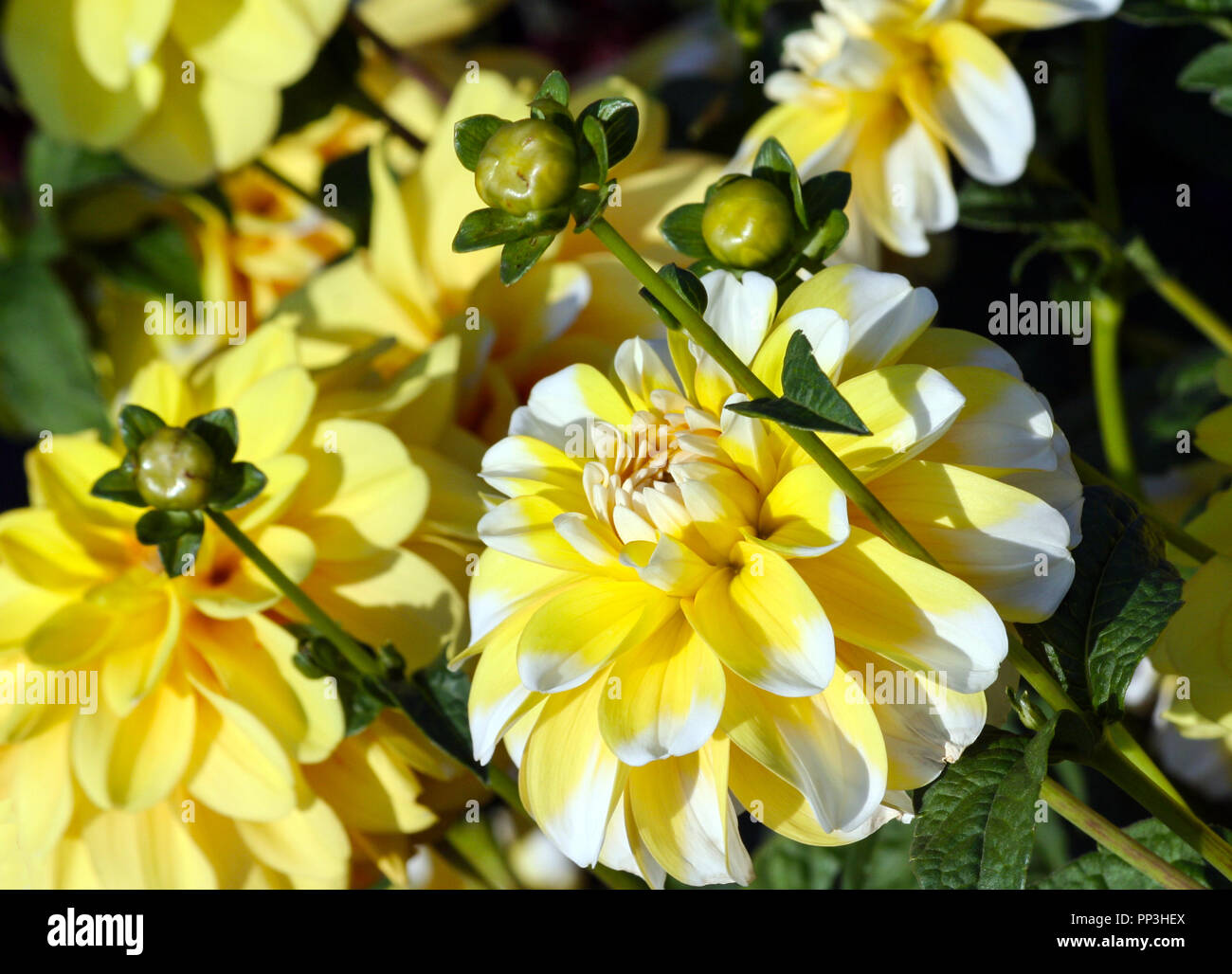 Lemon dahlia hi-res stock photography and images - Alamy
