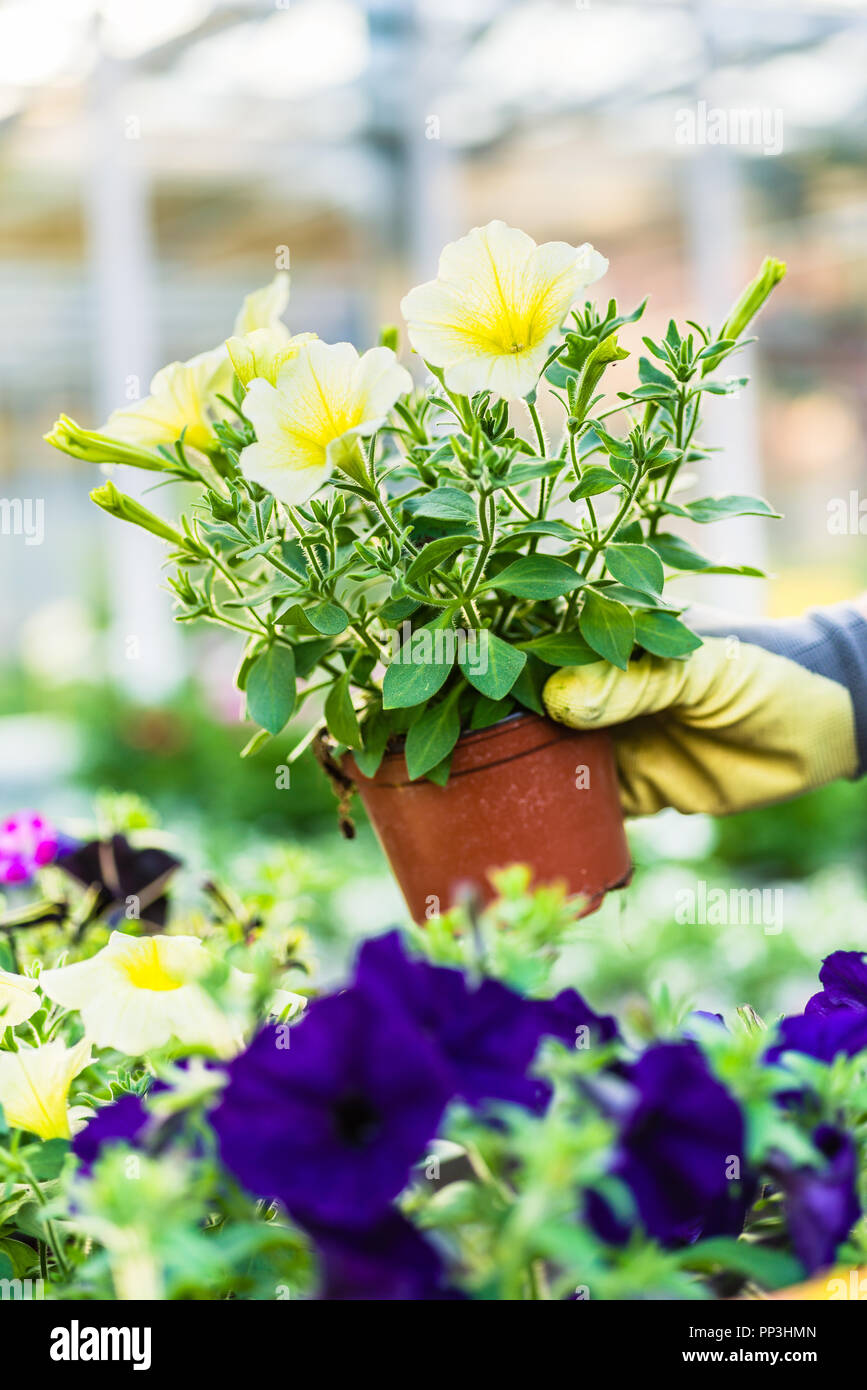 Hand of a florist holding beautiful potted yellow petunias Stock Photo
