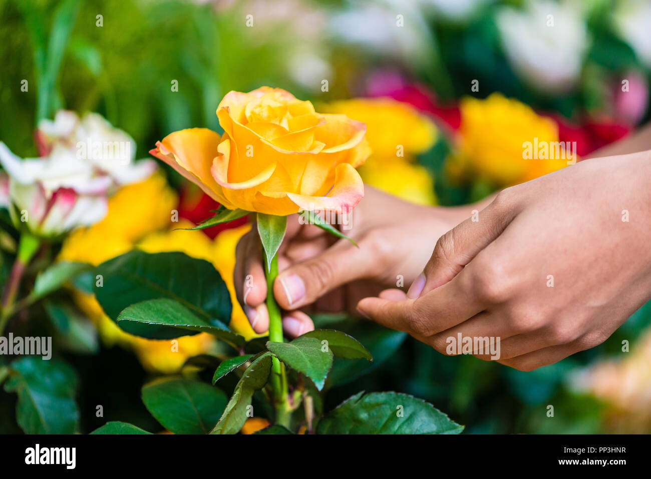 Hand of a man picking up a beautiful yellow rose Stock Photo