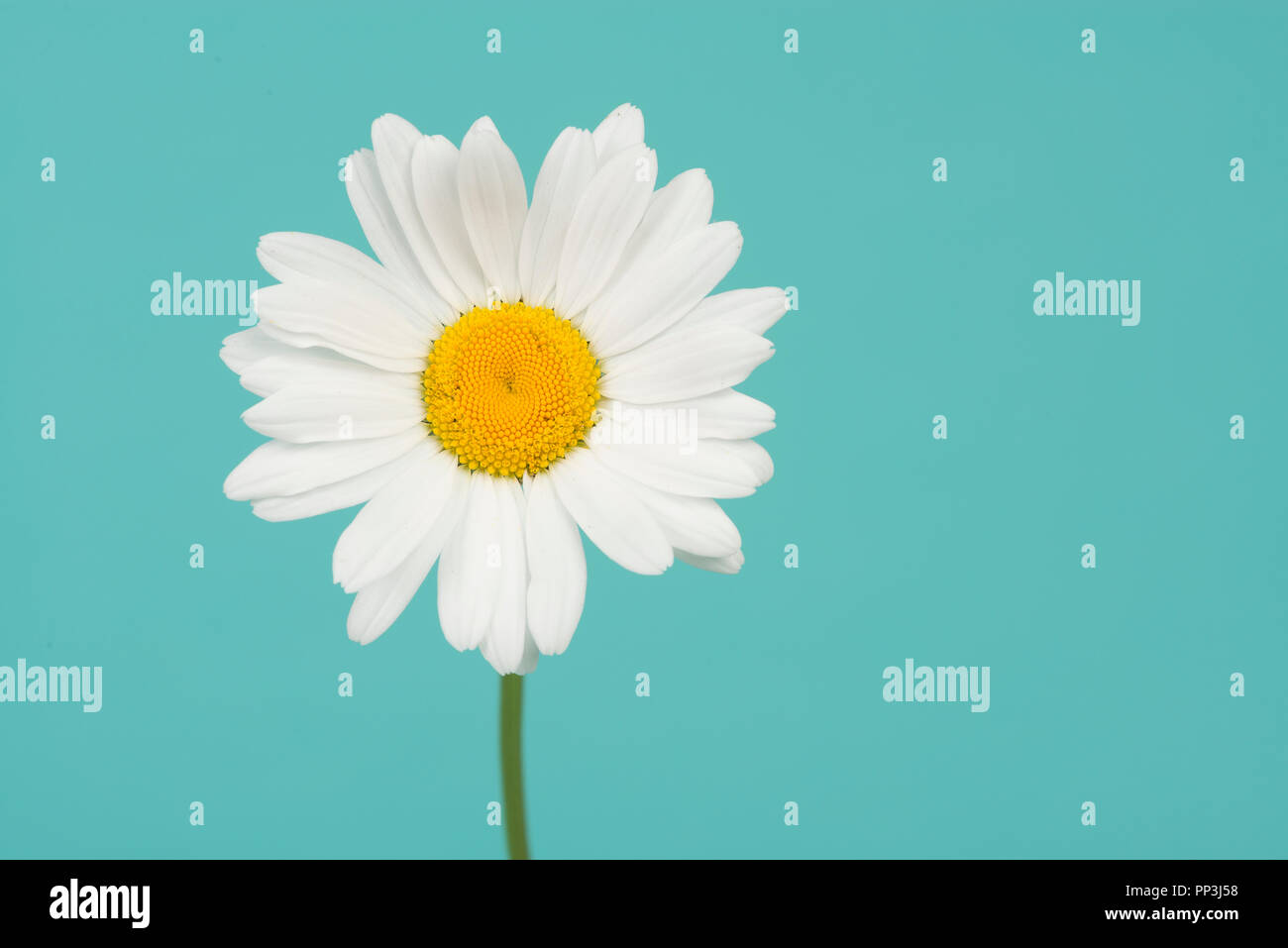 Blooming daisy flower with stem on a turquoise blue background with