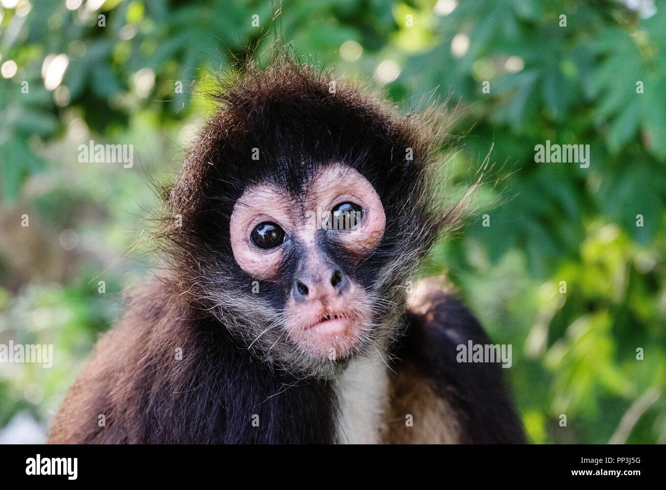 Spider Monkey Mexico Stock Photo