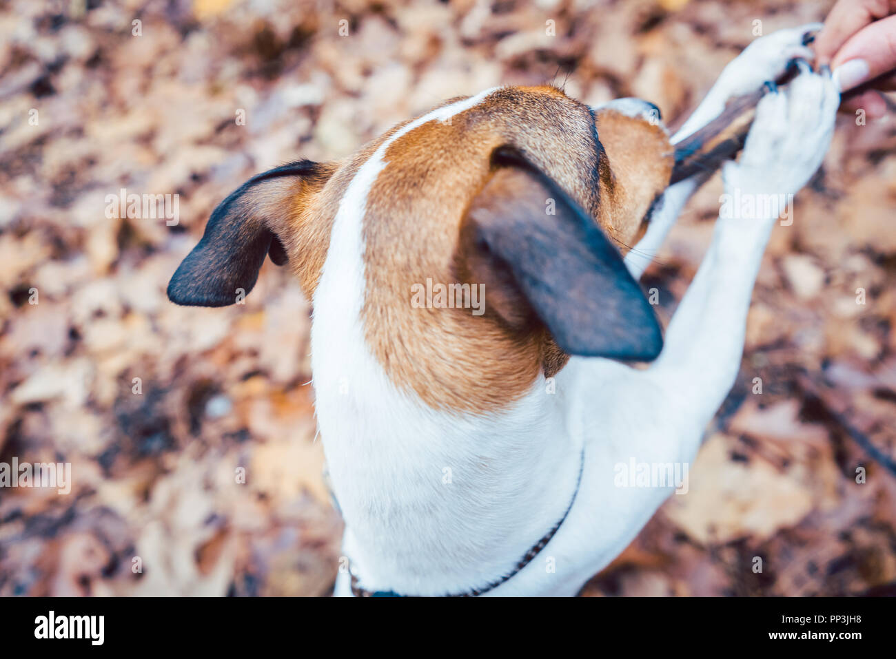 Woman throwing the stick playing with her dog Stock Photo Alamy