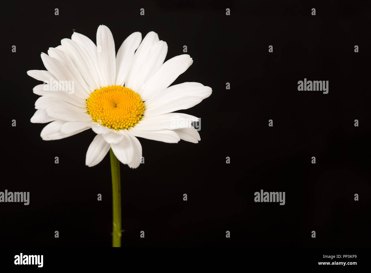 Blooming great white daisy on a black background Stock Photo - Alamy
