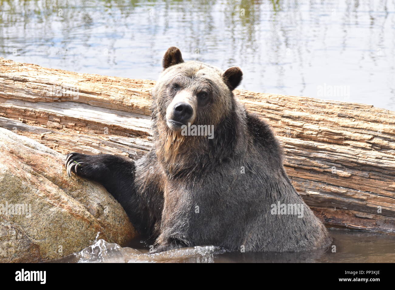Canadian Grizzly bear, at Grouse Mountain, in Vancouver, British