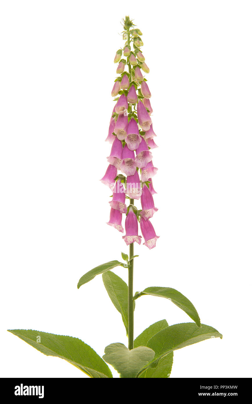 Pink blooming foxglove flower isolated on a white background Stock ...