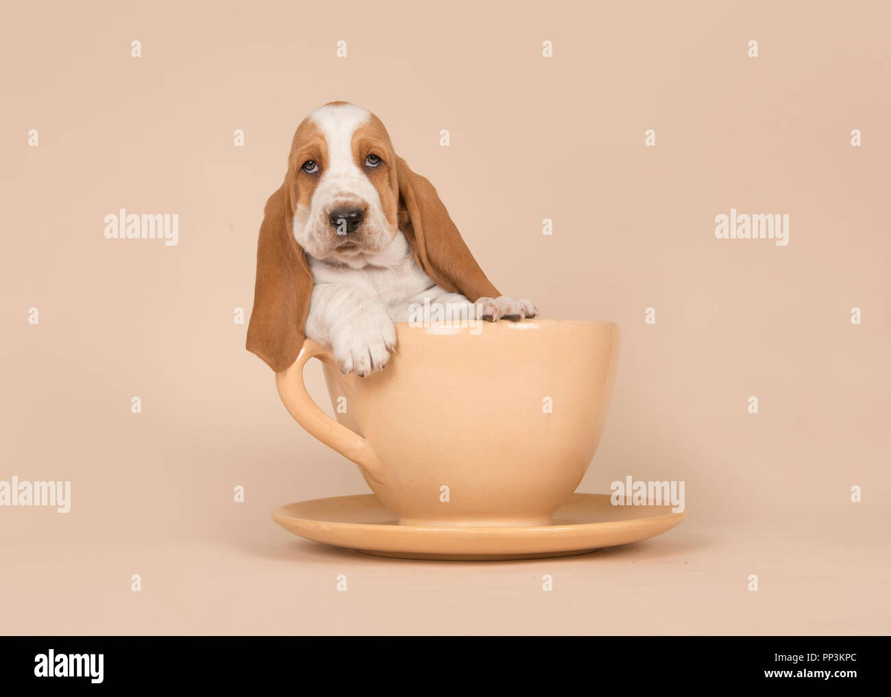 Cute basset hound puppy in a creme colored cup and saucer on a creme