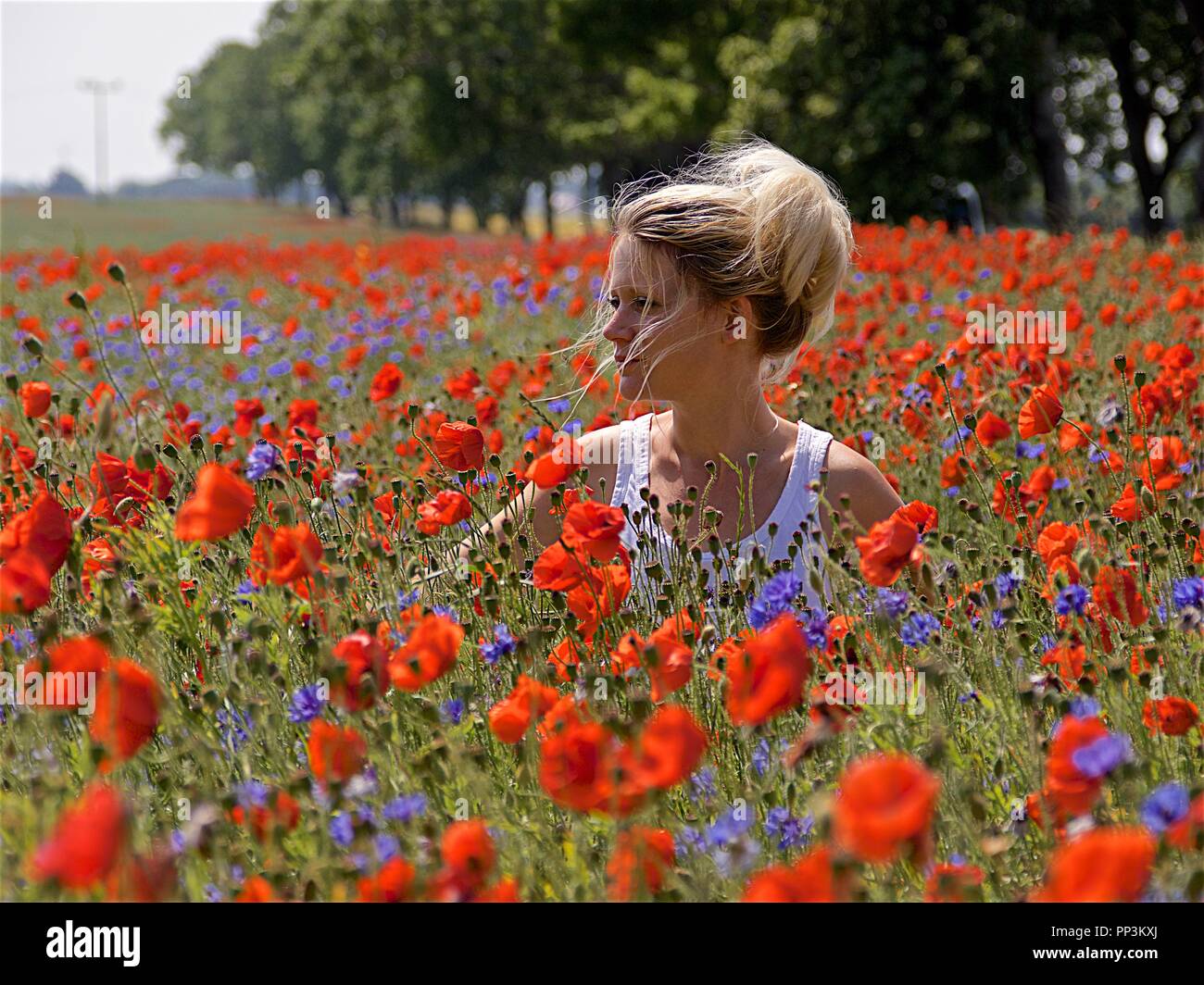 Woman in the flower field, Rügen Stock Photo
