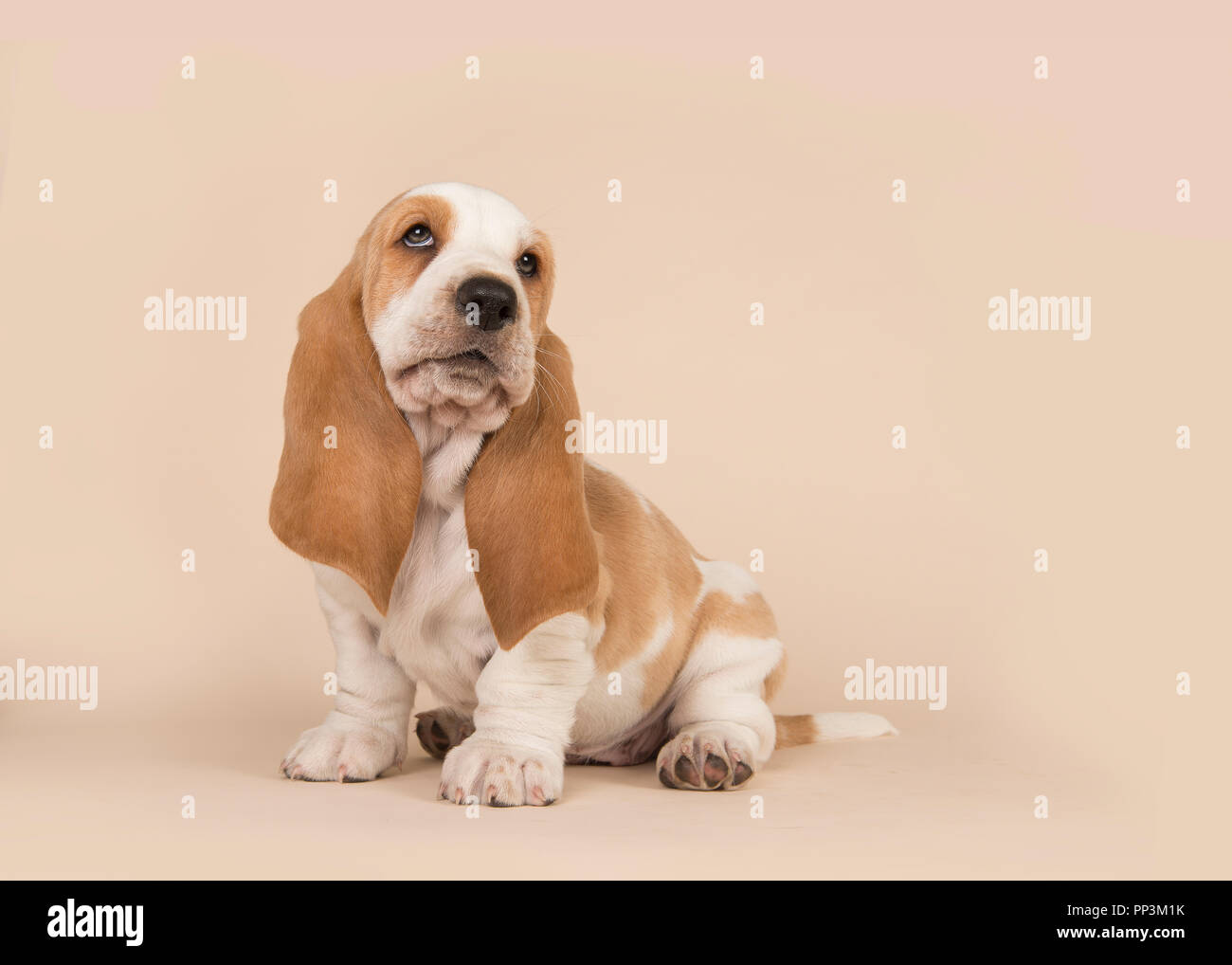 Cute sitting basset hound puppy on a creme background looking up Stock ...