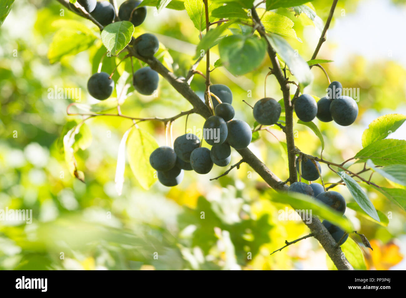 Blackthorn (Sloe or Prunus Spinosa) on Tree Branch Stock Photo