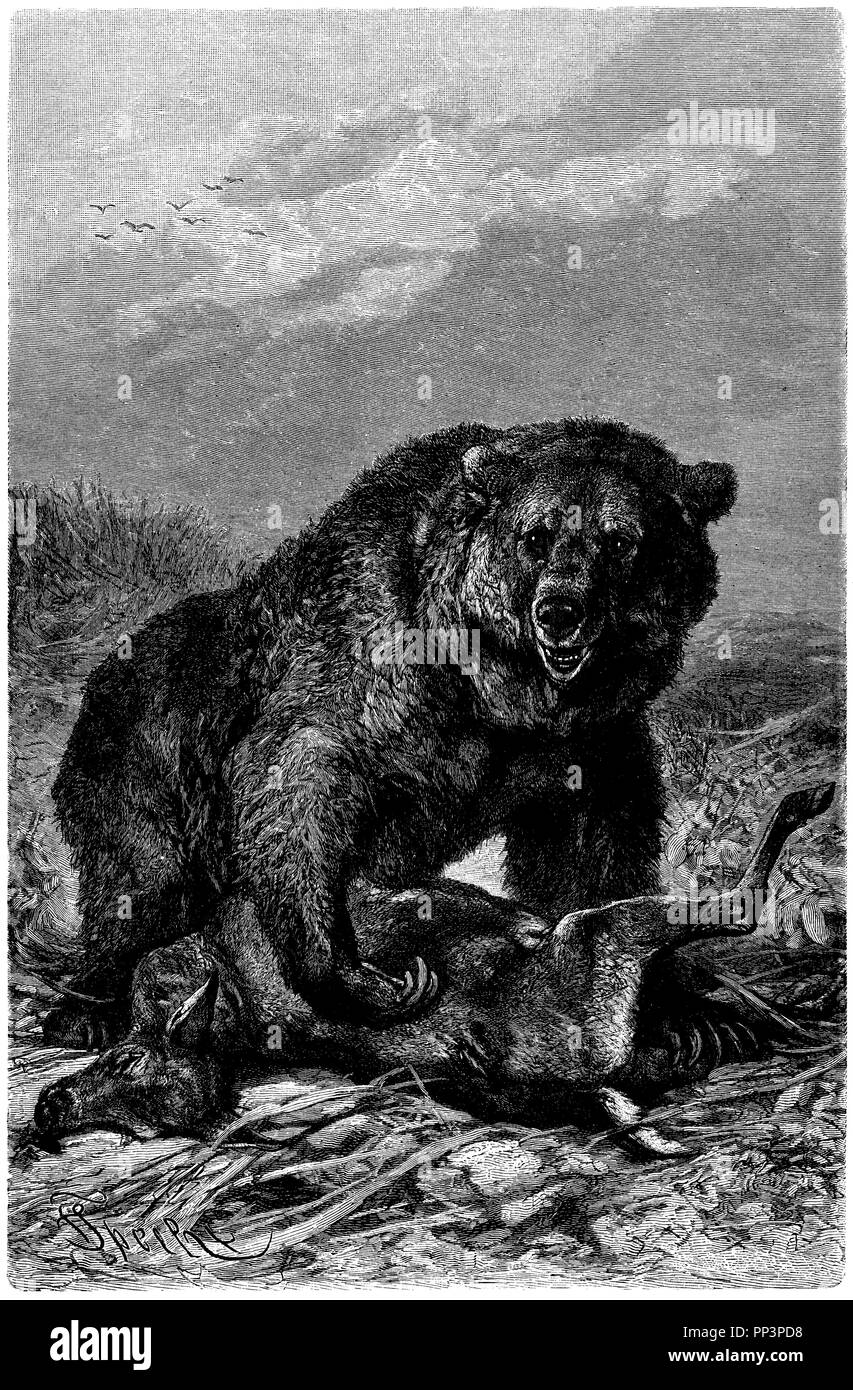 grizzly bear,   1908 Stock Photo