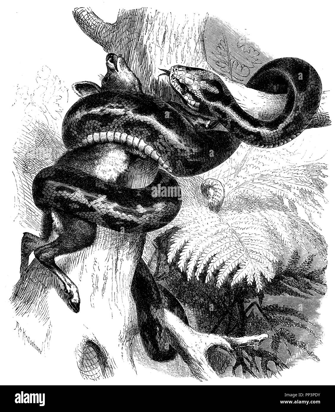 Peddapoda or the Tiger Snake,   1872 Stock Photo