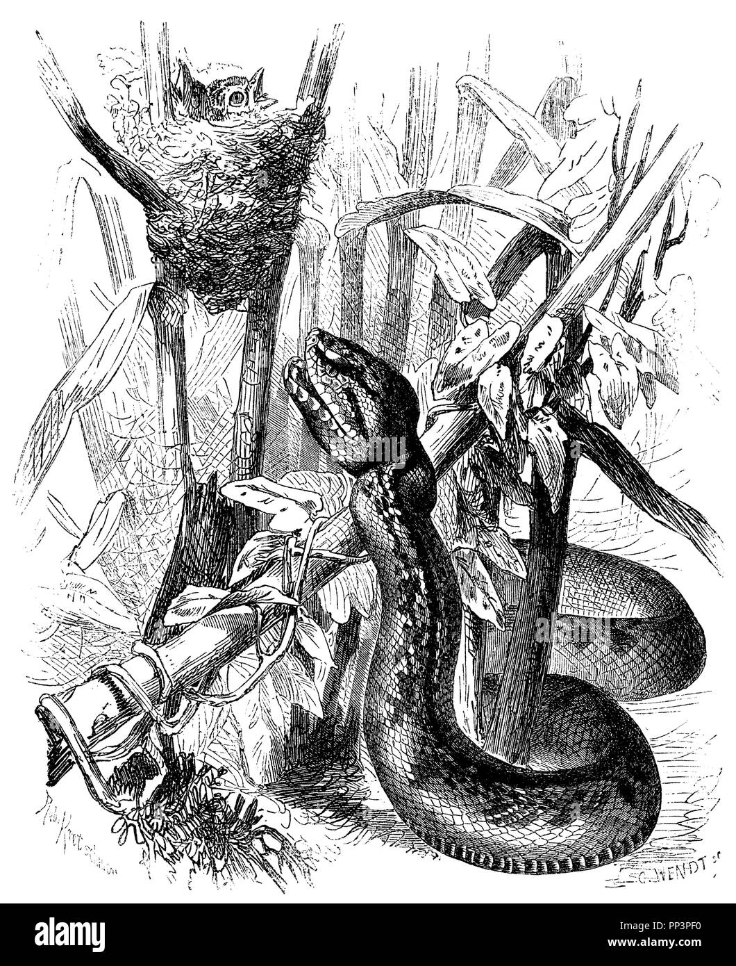 lance snake,   1872 Stock Photo