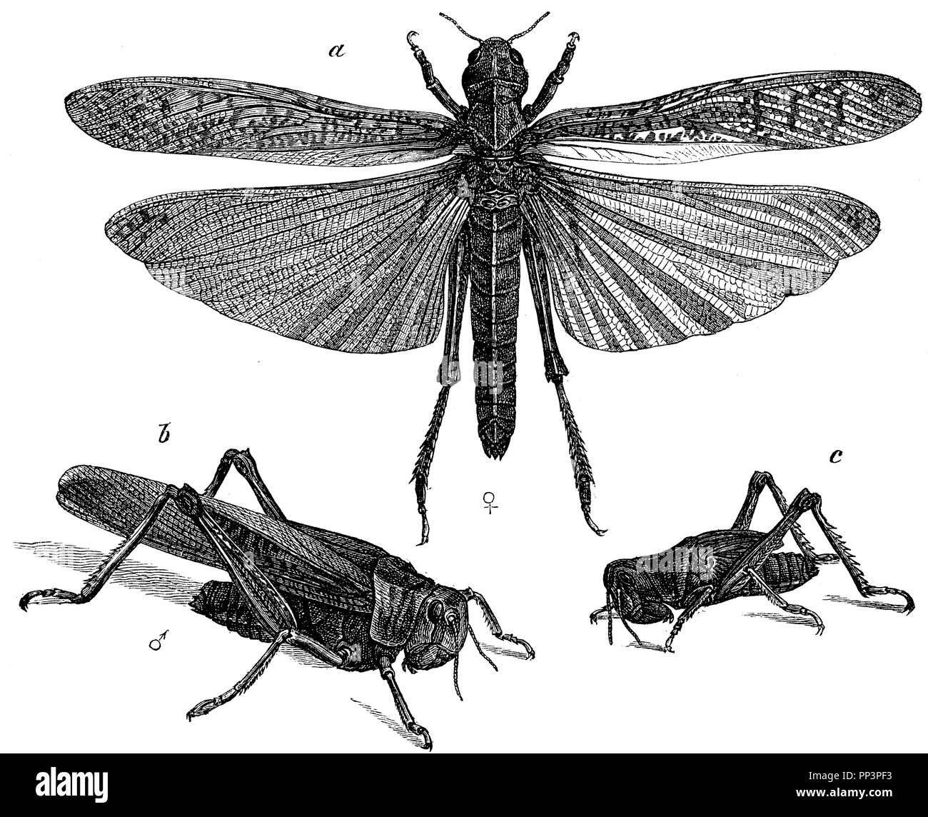 Locust. a) females, b) males, c) nymphs,   1872 Stock Photo