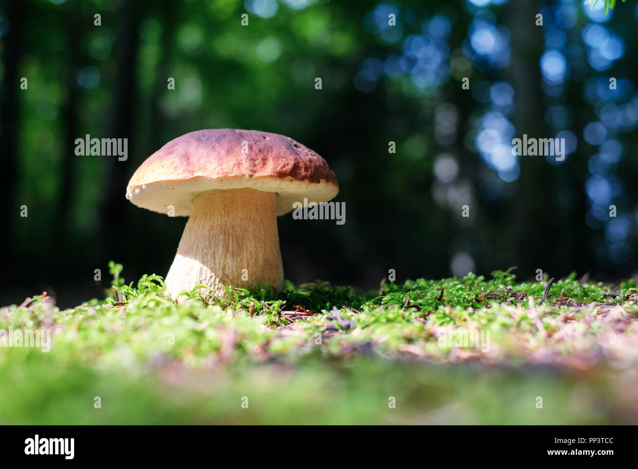 Big white mushroom in summer forest. Nature landscape photography Stock Photo