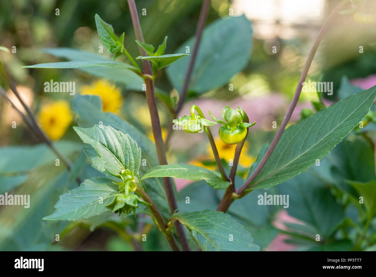 Main and secondary flower buds on a dahlia plant. Stock Photo