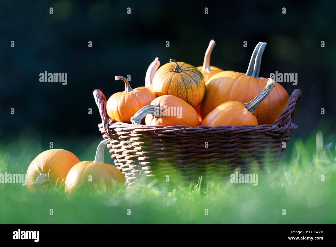 Different kind of pumpkins in garden basket. Halloween and autumn background Stock Photo