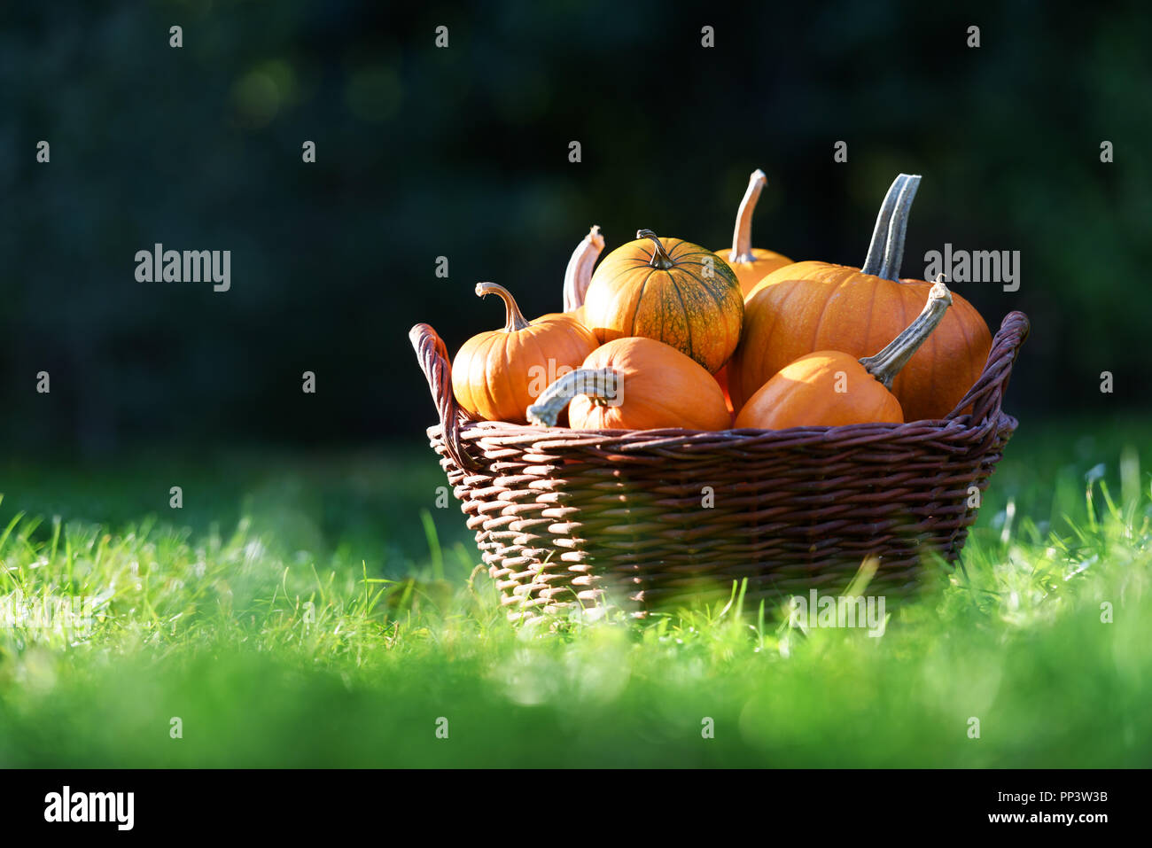 Different kind of pumpkins in garden basket. Halloween and autumn background Stock Photo