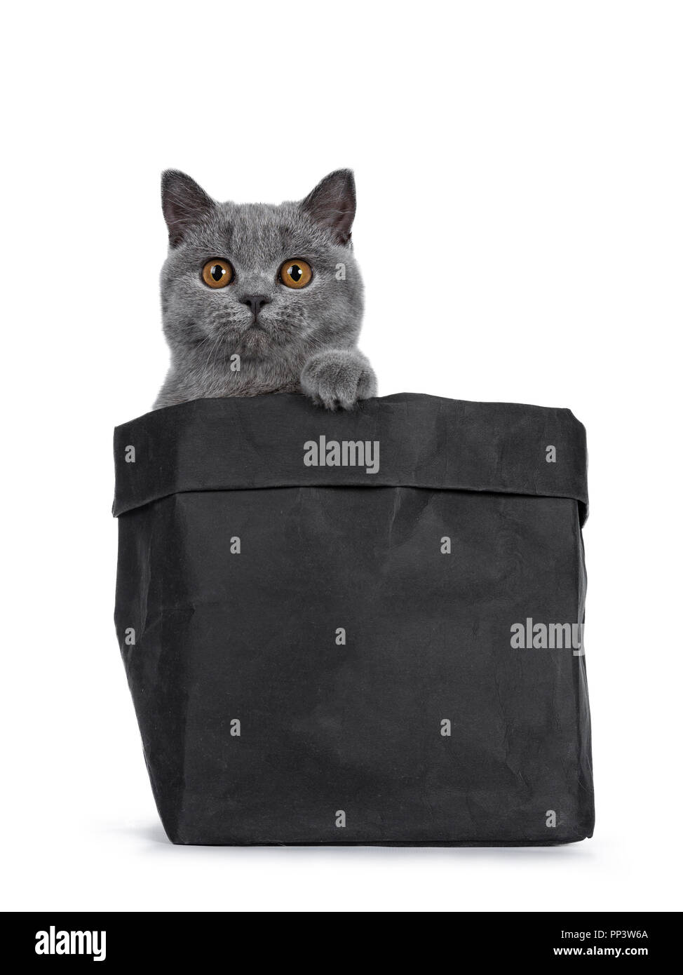 Handsome young solid blue British Shorthair cat, sitting in black paper bag with paw on edge, looking straight at lens with orange eyes, isolated on w Stock Photo