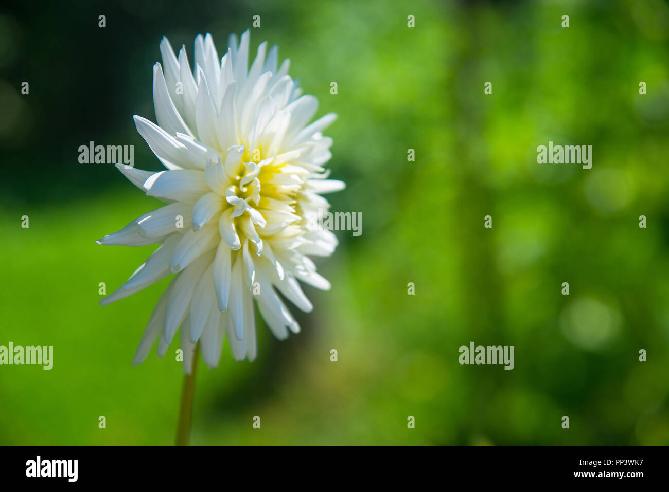 White dahlia flower. Stock Photo