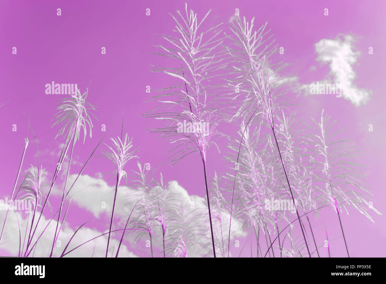 Silver Feather Plant,  flowering Asia grass plant Miscanthus sinensis in Philippine nature pink color Stock Photo