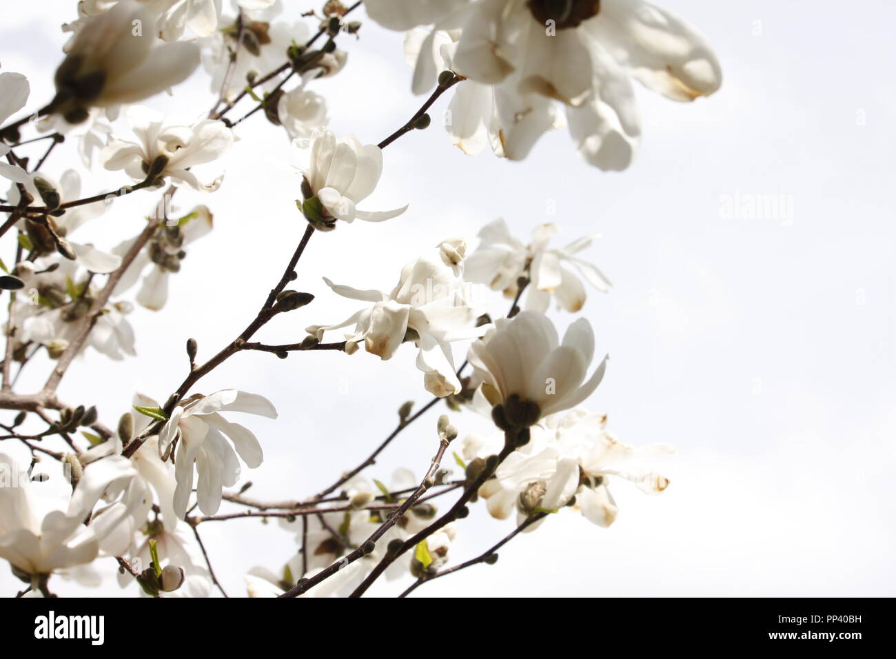 Springtime blossoms on a Magnolia Tree Stock Photo