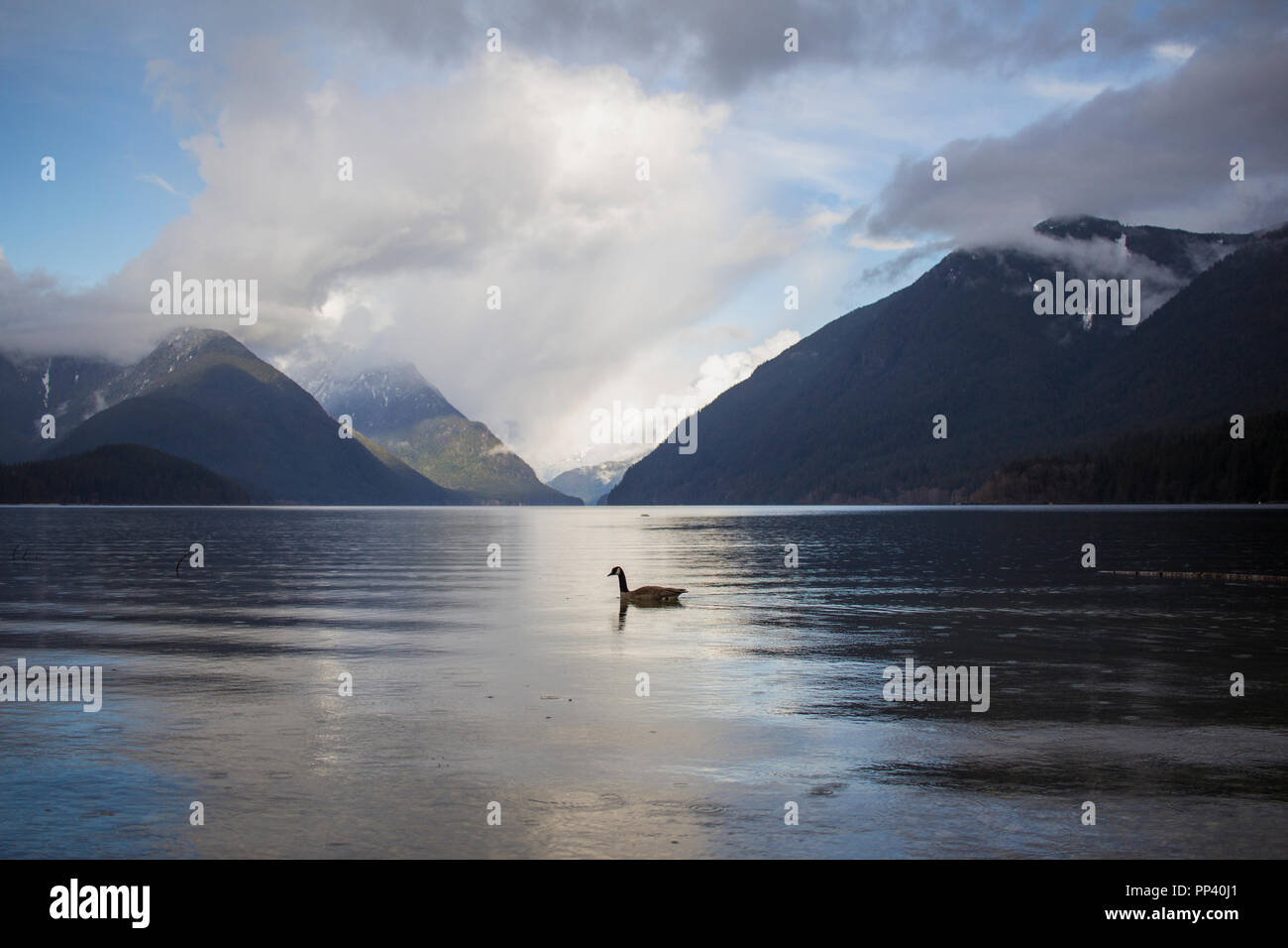 A lonely Canada goose quietly floating on the Alouette Lake, Golden Ears Provincial Park,British Columbia, Canada. Stock Photo