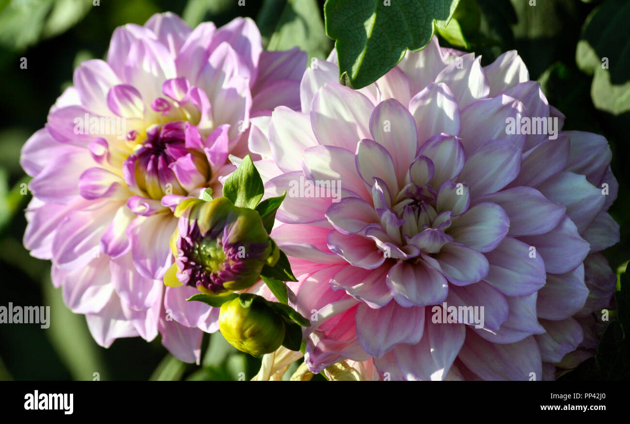 variety  of chrysanthemum carolina  moon asteraceae plant, lilac bright petals smoothly turning into a white and yellow plant shade, a sunny autumn Stock Photo