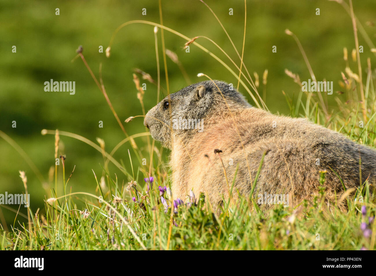 Lechtaler Alpen, Lechtal Alps: Alpenmurmeltier (Marmota marmota, groundhog, marmot), meadow, TirolWest Region, Tirol, Tyrol, Austria Stock Photo