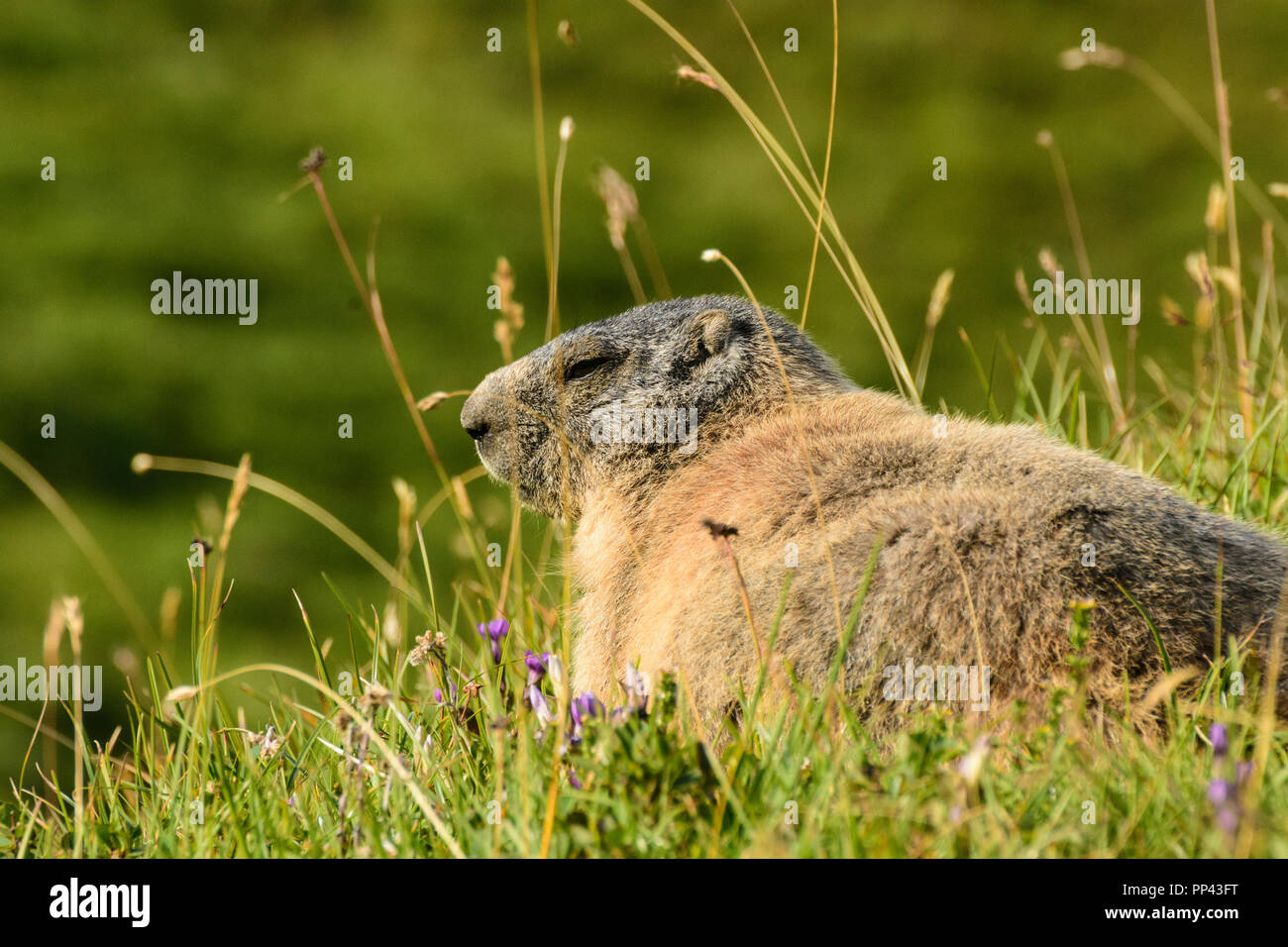 Lechtaler Alpen, Lechtal Alps: Alpenmurmeltier (Marmota marmota, groundhog, marmot), meadow, TirolWest Region, Tirol, Tyrol, Austria Stock Photo