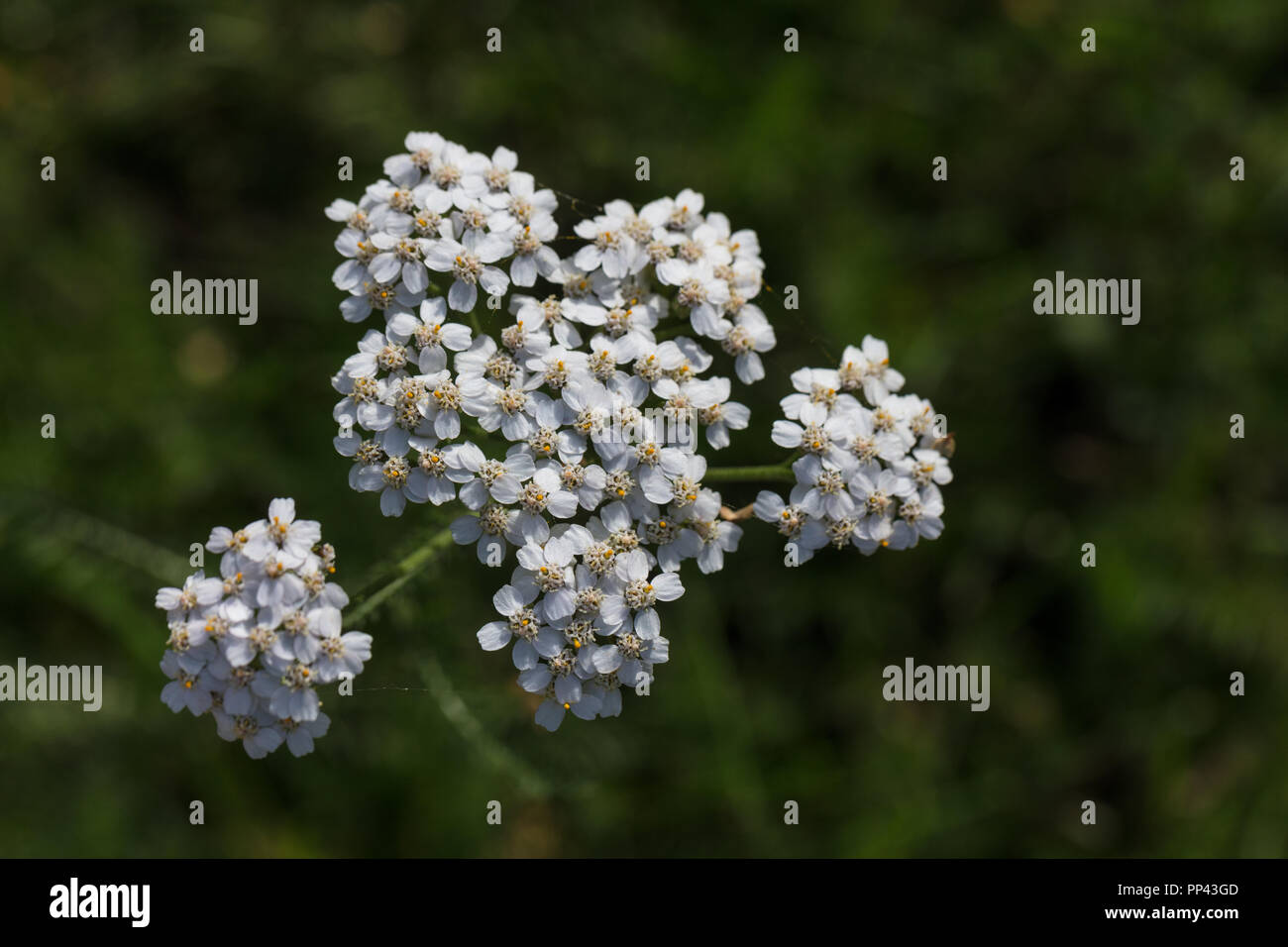 Common Yarrow, Röllika (Achillea millefolium) Stock Photo