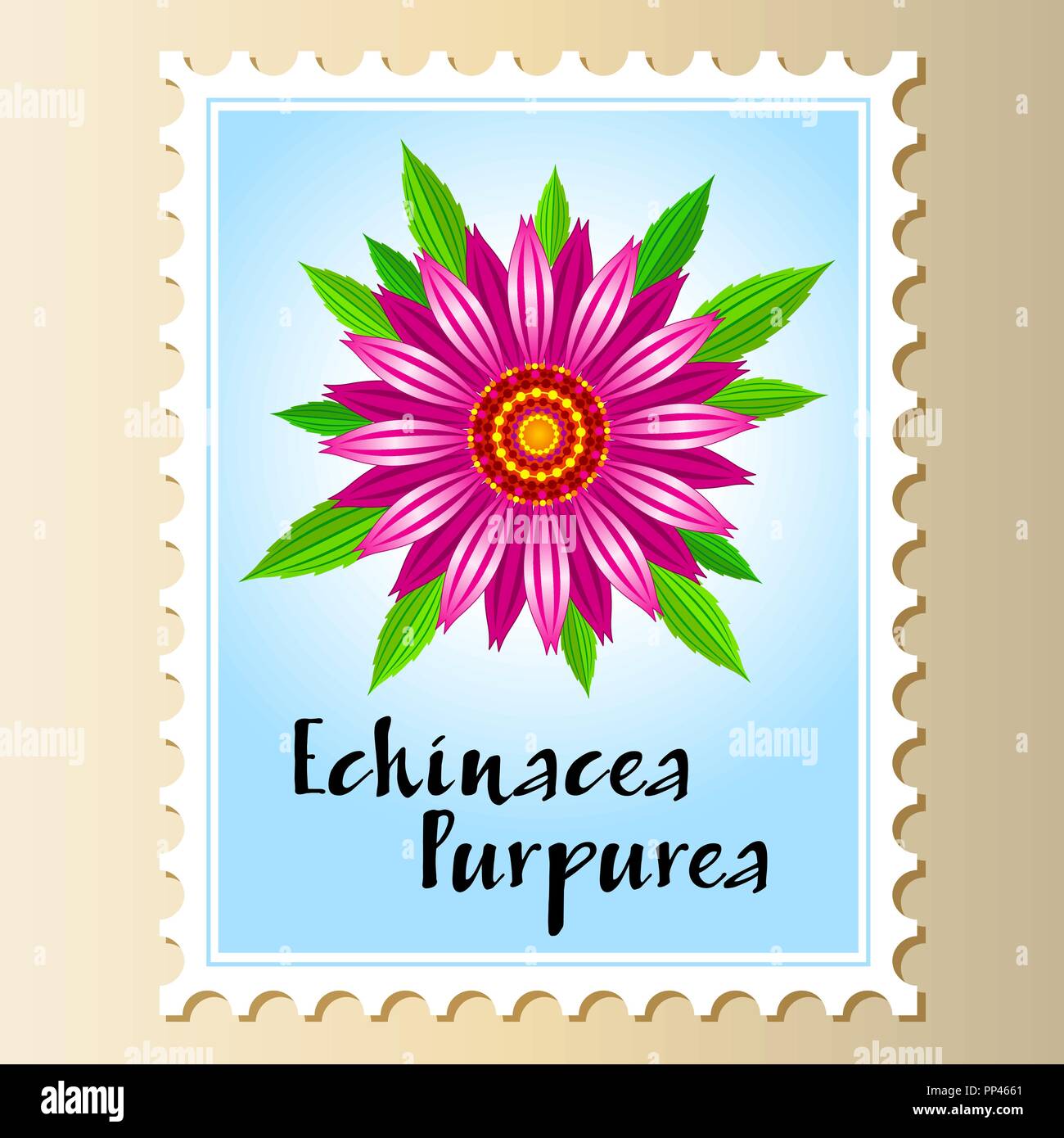 Echinacea purpurea vector flower on a postage stamp. Stock Vector