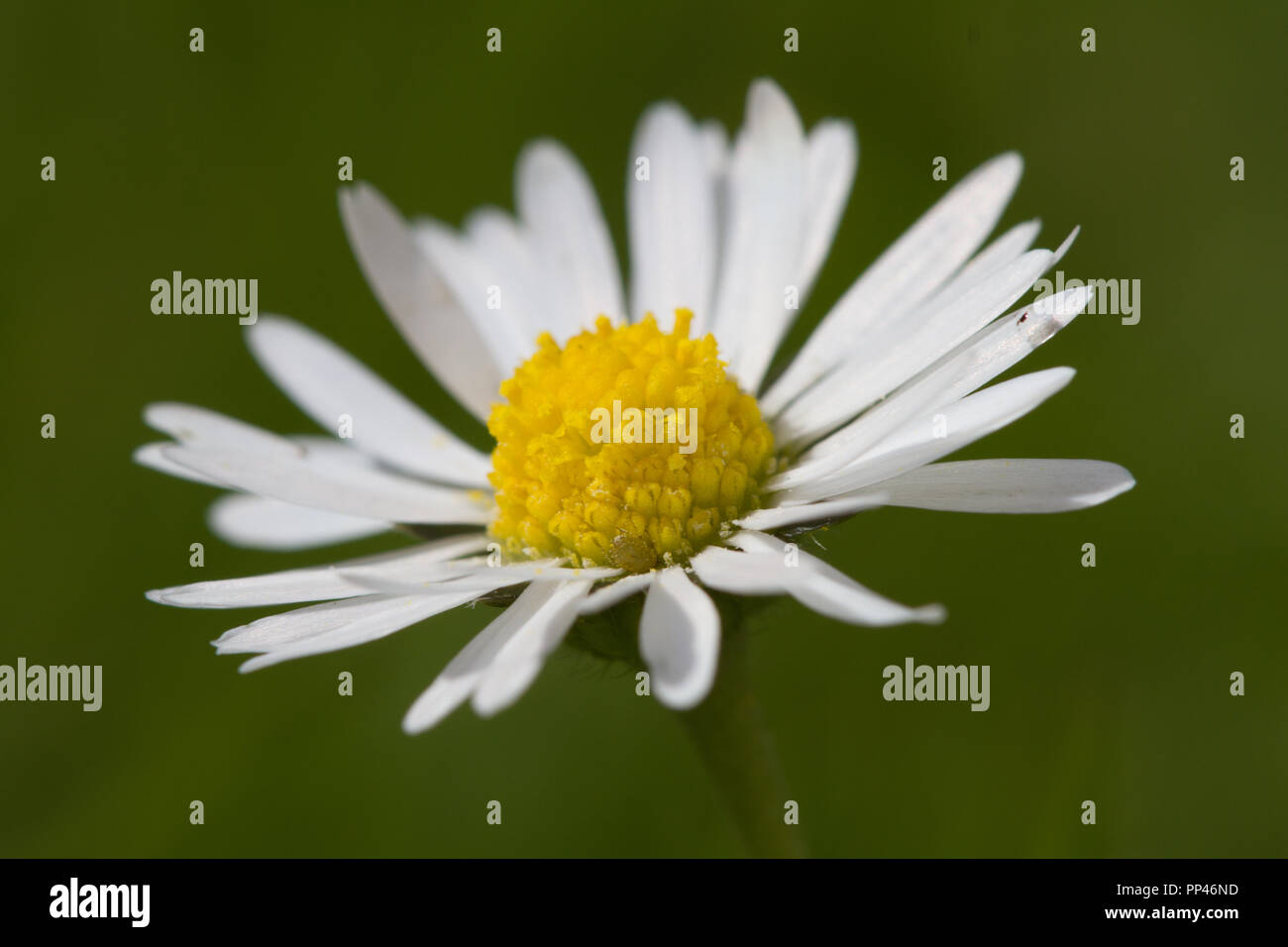 Common Daisy, Bellis perennis, flower, UK Stock Photo Alamy