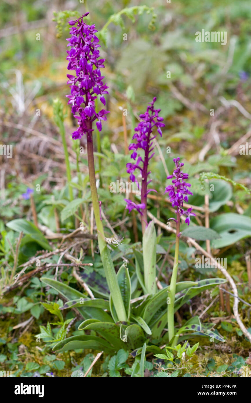 Early purple orchid flower, Orchis mascula, UK Stock Photo