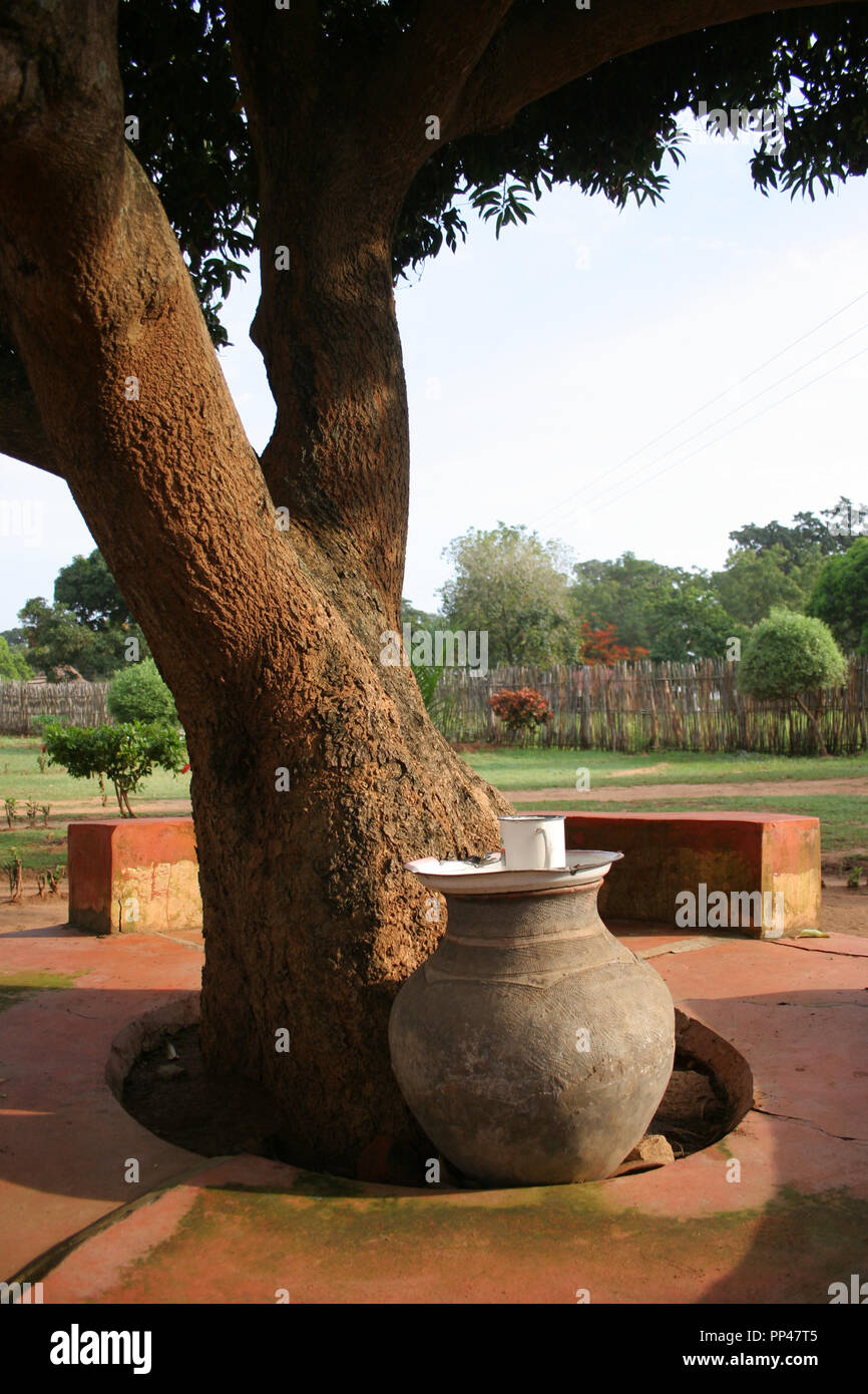 A clay pot containing drinking water lies at the base of a tree in