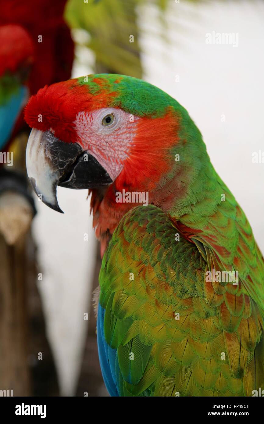 A macaw on a beach in Mexico Stock Photo