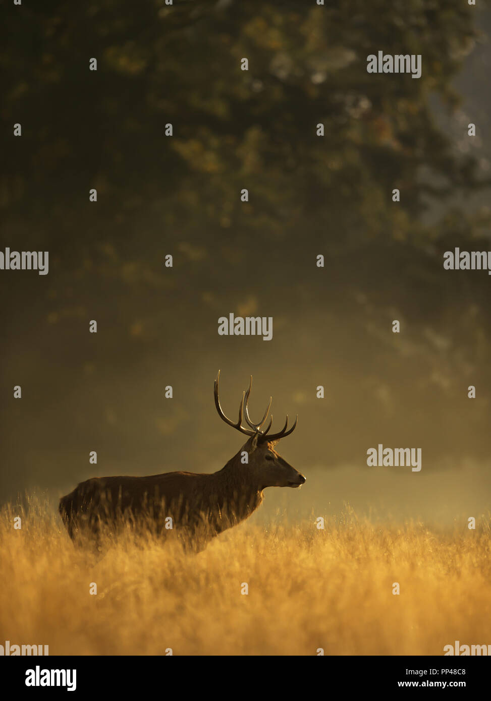 Red deer stag at sunrise, UK. Stock Photo